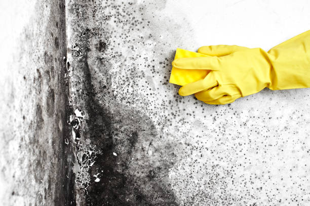 Why You Should Choose Our Mold Remediation Services in Green Cove Springs, FL